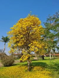 IPÊ-AMARELO (1) IPÊ-AMARELO (1)