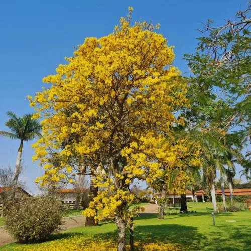 IPÊ-AMARELO (1) IPÊ-AMARELO (1)