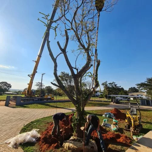 JacarandáMimoso (14)